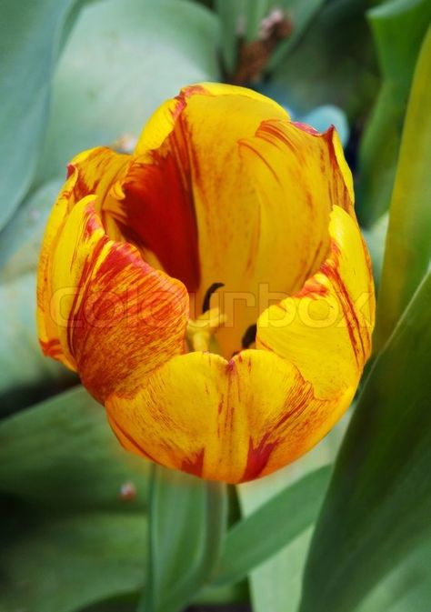 yellow and red tulip from above Red Tulips, Tulips Flowers, Red Yellow, Tulips, Google Search, Yellow, Plants, Flowers, Red