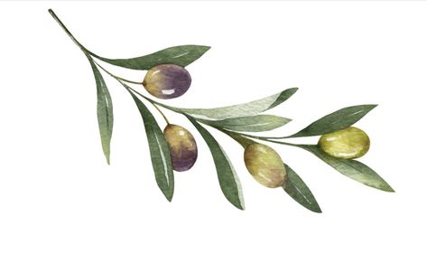 Watercolor Olive Branch Tattoo, Olive Tree Branch Drawing, Olive Branch Watercolor Paintings, Watercolor Olive Branch, Olive Branch Vector, Olive Leaves Drawing, Olive Branch Aesthetic, Olive Tattoo Branch, Olive Tree Branch Tattoo