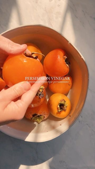 Kaitlynn Fenley on Instagram: "Persimmons make the best vinegar. Persimmons are naturally high in the fermentable sugar fructan, so they make vibrant and strong vinegar. It’s probably my favorite fruit vinegar yet. These days, I have a collection of vinegar mothers and I added one into the mix right away. Click the link in our Instagram profile to get my easy fruit vinegar recipe! I’ll put a recipe link in our fall recipes story highlight too. My recipe requires only four ingredients: fruit Make Vinegar, Fruit Vinegar, How To Make Vinegar, Fruit Sugar, Fermented Veggies, Homemade Apple Cider, Raw Apple Cider Vinegar, Fermented Drink, Eat Seasonal