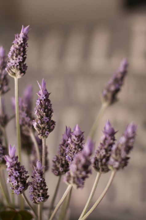 Lavanda | Vega | Flickr Lavanda Aesthetic, Mauve Aesthetic, Brown Aesthetic, Dandelion, Purple, Plants, Floral, Flowers, Books