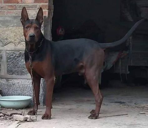 Chinese Red Dog, Rottweiler And Doberman, Laizhou Hong, Bully Kutta, Protective Dogs, Big Dog Breeds, Red Mountain, Huge Dogs, Shelter Dog