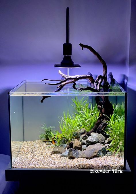 Planted Betta Tank Aquascaping, Simple Aquascape, Aquarium For Home, Aqua Planet, Aquarium Home Decor, Aquarium Home, Fish Aquarium Decorations, Fish Tank Themes, Taman Air