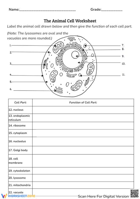 The Animal Cell Worksheet Worksheet Animal Cell Worksheet, Cells Worksheet, Animal Cell, Plant Life Cycle, Plant Cell, Language Learners, Big Gifts, The Cell, Life Cycles