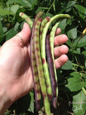 Florassippi Girl: Pink-Eyed Peas (Field Peas) with Snaps - From Garden to Table Pink Eyed Peas Recipe, Crowder Peas, Field Peas, Snap Peas Recipe, Fresh Peas, Garden To Table, Fresh Strawberry Recipes, Pea Recipes, Fall Cooking