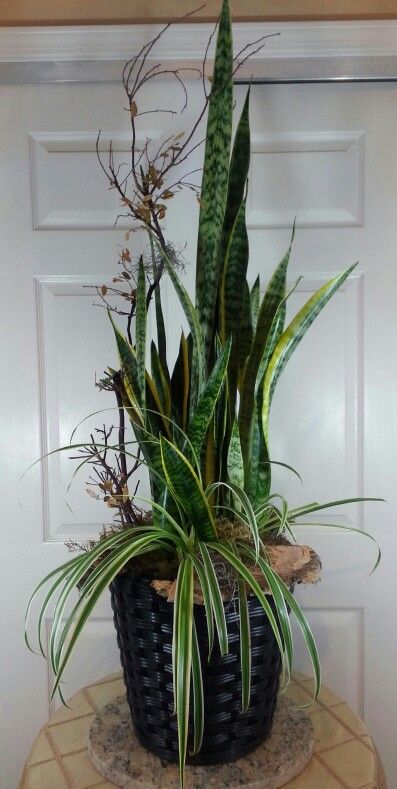 Tall and long lasting...snake plants rock! Foliage Art, Plant Arrangements, Creative Planter, Container Garden Design, Snake Plants, Container Gardening Flowers, Plant Ideas, Plant Decor Indoor, Garden Containers