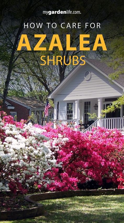 Learn more about azalea shrubs with our comprehensive care guide. Find out how to cultivate the perfect azalea garden design and maintain the beauty of your azalea shrubs. Explore azalea varieties and landscaping ideas to enhance your outdoor space. Find more flower gardening tips and gardening inspiration at MyGardenLife.com. Azalea Varieties, Azaleas Landscaping, Frontyard Landscape Layout, Azaleas Care, Azalea Garden, Azalea Shrub, Gardenia Plant, Outdoor Improvements, Azaleas Garden