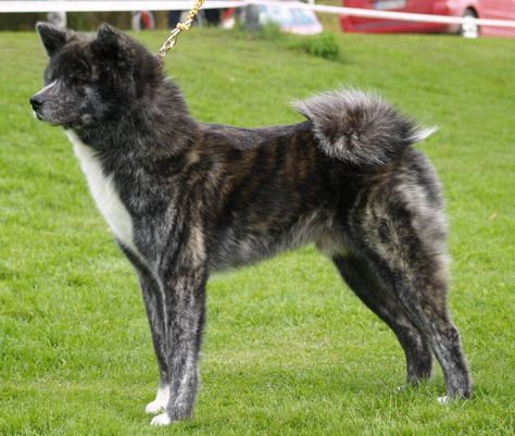 Brindle Akita Mix Brindle Akita, Akita Inu Puppy, Japanese Dog Breeds, Japanese Akita, American Akita, Japanese Spitz, Akita Inu, Japanese Dogs, Akita Dog