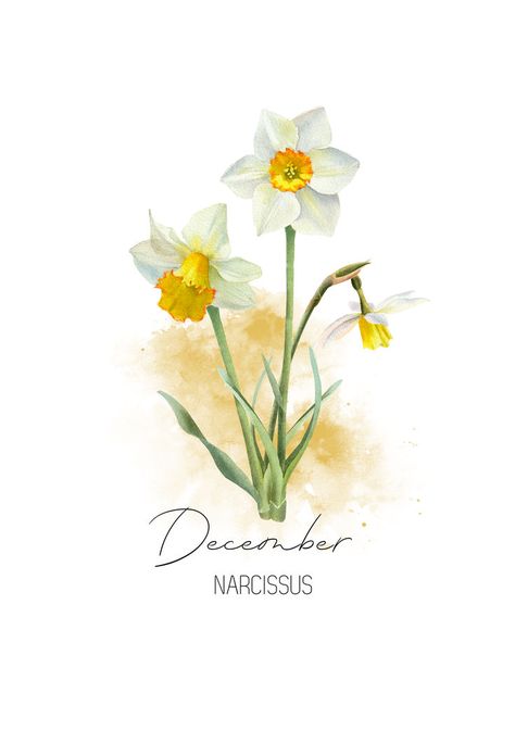 December birth flower, Narcissus birth flower. A beautiful watercolor illustration of the elegant Narcissus that you can find on Greeting Cards, Mugs, T-Shirts, Throw Pillows, nature-inspired wall art, and much more. A thoughtful and timeless gift for garden lovers born in December. December birthday, Narcissus birth flower, born in December, Sagittarius, Capricorn, zodiac flowers, winter flowers, watercolor, birth flowers, December aesthetics, winter blooms, seasonal charm. Narcissus Flower Watercolor, Birth Flowers December, Narcissus Flower Painting, Mummy Painting, Watercolor Narcissus, December Birth Flowers, December Birth Flower Narcissus, Watercolor Birth Flowers, Birthday Symbols