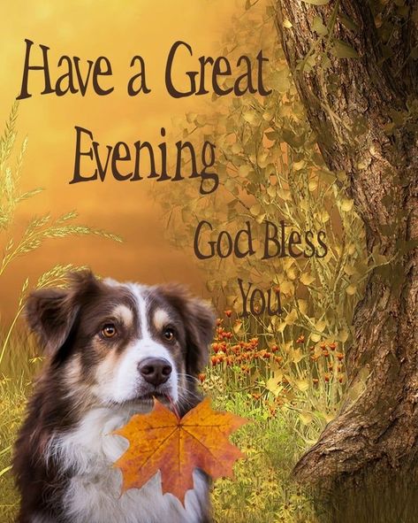 Great Evening Dog Quote Pictures, Photos, and Images for Facebook, Tumblr, Pinterest, and Twitter Good Evening Quotes, Have A Great Evening, Good Night Cat, Good Evening Wishes, Evening Quotes, Quote Pictures, Dog Quote, Good Night Blessings, Good Night Wishes