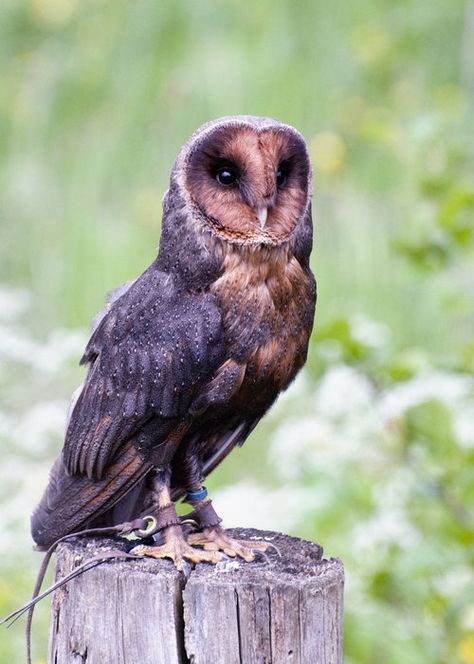 Melanistic barn owl by fremlin  Melanism is an undue development of dark-colored pigment in the skin or its appendages and is the opposite of albinism. Historically, it was also the medical term for black jaundice. Pseudo-melanism, also called abundism, is another variant of pigmentation, characterized by dark spots or enlarged stripes, which cover a large part of the body of the animal making it appear melanistic. Melanistic Barn Owl, Owl Character Design Human, Black Barn Owl, Owl Dragon, Barn Owl Pictures, Melanistic Animals, Owl Black, Spotted Owl, Awesome Owls