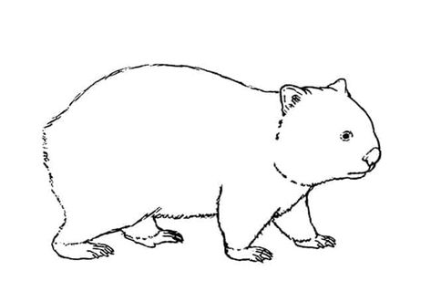 How to Draw a Wombat step by step – Easy Animals 2 Draw Wombat Drawing, Easy Animals, Painted Rocks Craft, Theme Days, Australian Animals, Yoga For Kids, Bookmarks Handmade, Rock Crafts, Step By Step Drawing