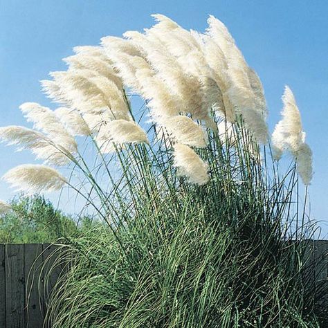 White Pampas, Pink Pampas Grass, Privacy Plants, Ornamental Grass, Grasses Landscaping, Grasses Garden, Garden Shrubs, Sun Plants, Wildlife Habitat