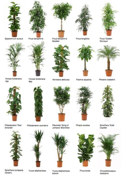 Greenspiration Tanaman Air, نباتات منزلية, Indoor Trees, Inside Plants, Best Indoor Plants, Plant Decor Indoor, Interior Plants, Office Plants, Potted Trees