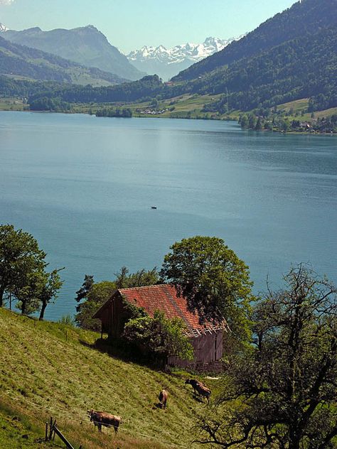 Aegeri-See, Lucerne Lake_ Switzerland Zug Switzerland, Amazing Houses, Cambodia Travel, Wide World, Lucerne, Cambodia, Switzerland, Travel Guide, Travel Destinations