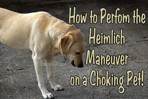 What to do if your dog chokes Heimlich Maneuver, Dog Remedies, Dog Leg, Dog Insurance, Dog Safety, Pet Insurance, Dog Care Tips, Healthy Pets, Pet Care Tips