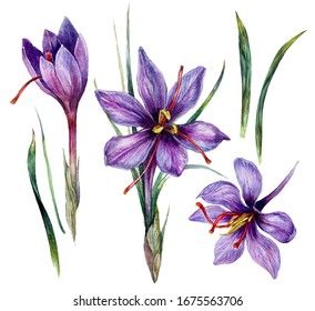 Saffron Images, Stock Photos & Vectors | Shutterstock Growing Saffron, Saffron Plant, Aurora Tattoo, Saffron Flower, Lotus Flower Art, Watercolor Plants, Plant Art, Flower Illustration, Purple Flower