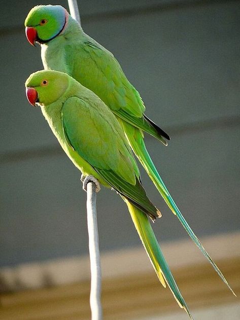 Green Parrot Bird, Indian Ringneck Parrot, Ringneck Parrot, Ring Necked Parakeet, Parrot Wallpaper, Australian Parrots, Indian Ringneck, Indian Ring, Dove Pictures