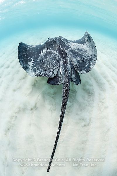 Southern Stingray, Marine Photography, Underwater Pictures, Beautiful Sea Creatures, Sea Photo, 3d Modelle, Aquatic Animals, Manta Ray, Grand Cayman