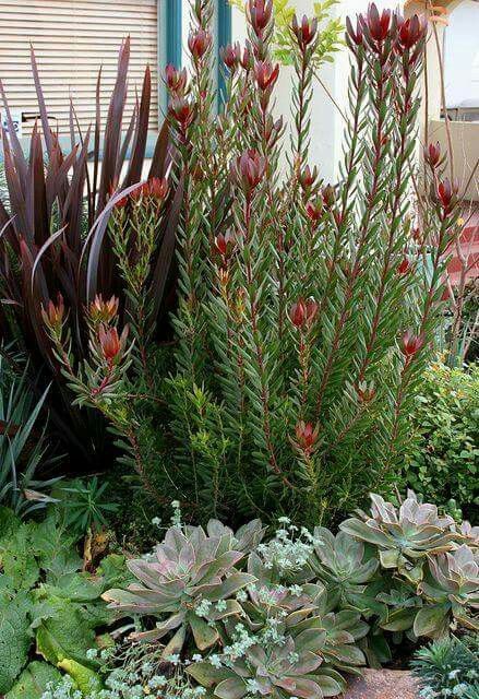 Safari Sunset, Australian Native Garden, Drought Tolerant Garden, Drought Tolerant Landscape, Australian Garden, Australian Native Plants, Coastal Gardens, Desert Garden, Native Garden