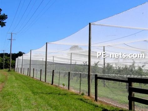 Aviary Netting Chicken Run, Orchard Netting, Bird Netting For Garden, Grape Orchard, Chook Pen, Fruit Orchard, Bird Netting, Pet Area, Garden Netting