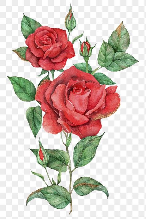 Red Rose Drawing, Red Rose Watercolor, Rose Flower Png, Rose Line Art, Roses Png, Arte Aesthetic, Rose Sketch, Tropical Illustration, Red Rose Tattoo