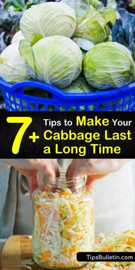 How long does cabbage last? Store green or red cabbage in the fridge for 2 weeks or freeze cabbage in an airtight container for 4 weeks. Cabbage leaves are packed full of vitamin C, and tasty prepared as coleslaw or pickled for long term storage. #cabbage #cabbagelast #preparingcabbage What To Do With Extra Cabbage, Small Cabbage Recipes, How To Clean Cabbage, How To Store Cabbage Long Term, How To Preserve Fresh Cabbage, How To Store Cabbage In Refrigerator, Preserving Cabbage, Canned Cabbage, Canning Cabbage Recipes