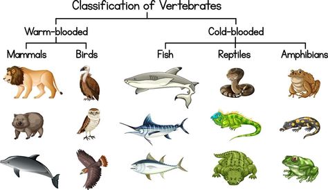 Vertebrates Animals, Classification Of Vertebrates, Groups Of Animals, Vertebrates And Invertebrates, Animal Classification, Animals Drawing, Drawing Animals, Diagram Design, Animal Groups