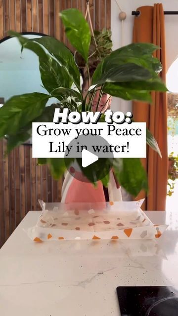 Turgor Pressure, Peace Lily In Water, Peace Lillies, Plants Diy, New Roots, Peace Lily, Diy Plants, The Roots, In Water