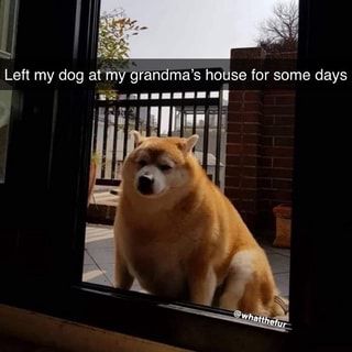 S I Left my dog at my grandma's house for some days – popular wholesome memes on the site whlsm.com Dog Grandma, Dog Quotes Love, Grandma's House, Funny Dog Memes, Cute Funny Babies, Cats Funny, Pet Life, Funny Animal Memes, Dog Quotes