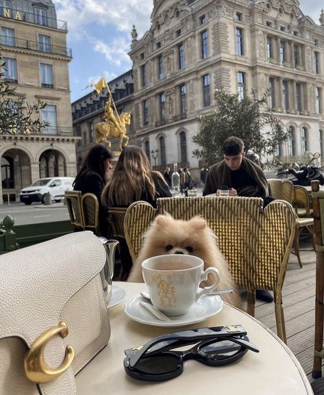 Parisian Aesthetic, Paris Vibes, Dog Mommy, Parisian Life, Paris Aesthetic, Luxury Lifestyle Dreams, Future Lifestyle, Dream Lifestyle, Australian Shepherd