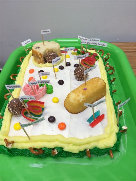 Plant Cell Cake Model, Cell Diagram Project, Cell City Project, 3d Cell Project, Plant Cell Cake, Animal Cell Model Project, 3d Plant Cell, Edible Cell Project, Cell Cake