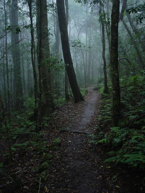 okmoonkid: “ Misty forest after the rain by John Hobson ” Dark Naturalism, Dark Forest Aesthetic, Rain And Thunder, Dark Green Aesthetic, Evergreen Forest, Wild Forest, Mystical Forest, Forest Path, Forest Road