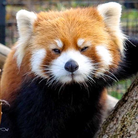 Little Marumi sees what you did there! (Red Panda, Marumi, at the Maruyama Zoo) Red Panda Art, Red Panda Cute, Otters Cute, Panda Panda, Panda Art, Panda Bears, Yorkie Dogs, Warm Fuzzies, Red Pandas