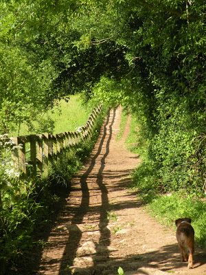 Summer In The Country, Going On Walks, Going On A Walk, Country Walks, Countryside Life, Lonely Road, Summer Walks, Summer Country, Dirt Roads