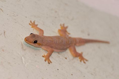 Closeup shot of a Mediterranean house gecko lizard on a white concrete surface. #Sponsored , #Sponsored, #AD, #Mediterranean, #Closeup, #concrete, #house House Gecko, Home Lizard, Mediterranean House, Concrete House, White Concrete, Mediterranean Homes, Gecko, Close Up, Stock Images