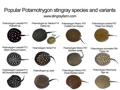 Stingray Species, Stingray Fish, Custom Aquarium, Different Types Of Animals, Tropical Fish Aquarium, Monster Fishing, Freshwater Aquarium Fish, Fish Fish, All Fish