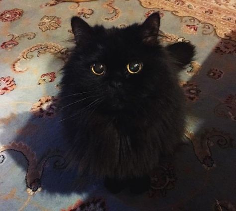 Celebrity Cats, Fluffy Black Cat, Soot Sprite, Cat Kids, Cute Black Cats, Amazing Photo, Cute Kitten, The Shot, Cat Aesthetic