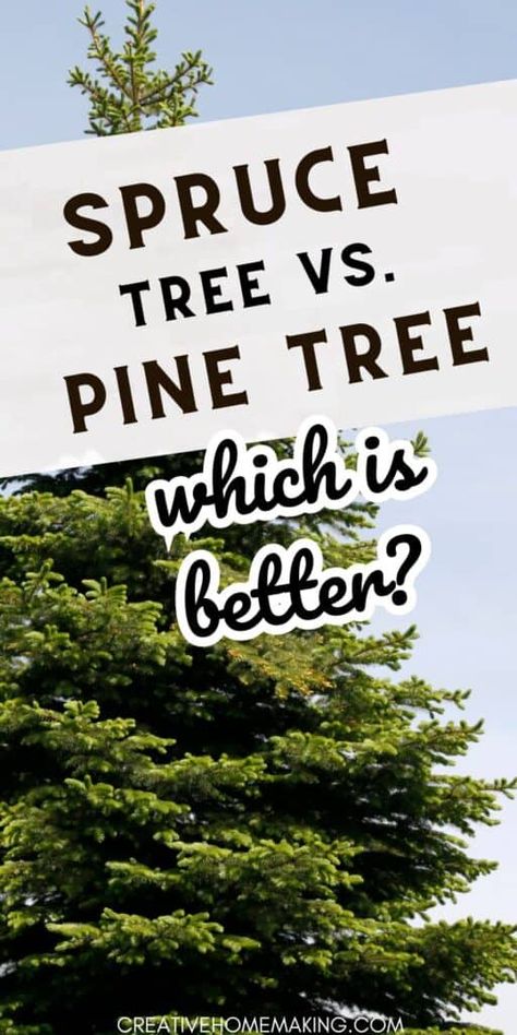 Looking for some inspiration for your next landscaping project? Check out our guide to spruce trees vs pine trees. Discover the unique features of these two popular tree options, including needle length, shape, and usage. Whether you're looking for a tree to add privacy to your yard or to enhance its beauty, this guide will help you choose the right one. Pine Tree Hedge, White Spruce Tree Landscaping, Pine Tree Privacy Wall, Planting Pine Trees, Norway Spruce Tree Landscaping, Landscaping With Pine Trees, Pine Tree Landscaping Ideas, White Spruce Tree, Norway Spruce Tree