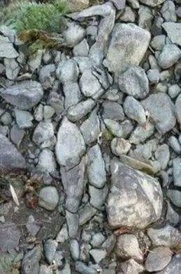 Rock Lady Optical Illusion Illusion Kunst, Optical Illusions Pictures, Illusion Pictures, Art Pierre, 웃긴 사진, Illusion Art, Wow Art, Land Art, Animal Tattoos