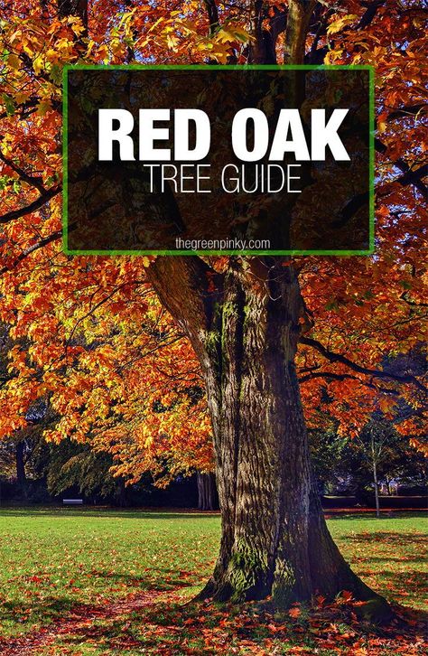 Red Oak Tree Landscape, Texas Red Oak Tree, Northern Red Oak Tree, Free Trees, Oak Trees Landscaping, Tree Guild, Windbreak Trees, Texas Trees, Farm Property