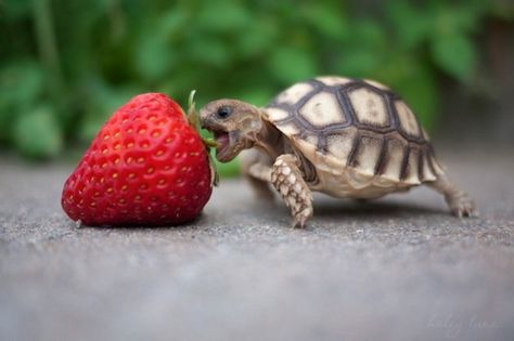 Make sure you feed your baby turtle the right things. Read on to find out what baby turtles eat. Turtle Eating Strawberry, Turtle Eating, Animal Eating, Cute Tortoise, Baby Tortoise, Creepy Photos, Turtle Love, Cute Turtles, Baby Turtles