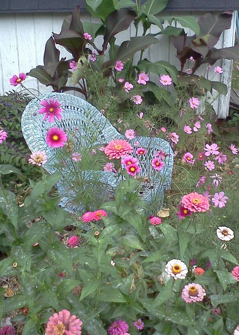 My Garden - pink cosmos and zinnia Cosmos And Zinnias, Zinnias In Pots, Cosmos Garden, Pink Cosmos, My Garden, Cosmos, Cool Photos, Plants, Pink