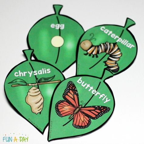 Free printable cards for a butterfly life cycle craft Butterfly Cycle, Frog Life Cycle Craft, Sea Turtle Life Cycle, Butterfly Life Cycle Craft, Butterfly Lessons, Butterfly Cocoon, Ladybug Life Cycle, Life Cycle Craft, Craft Necklace