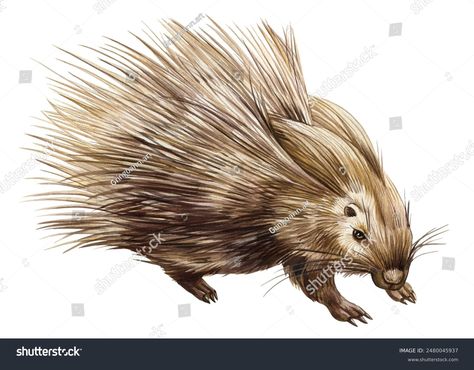 Porcupine Realistic Spiny Animal Watercolor Cute Stock Illustration 2480045937 | Shutterstock Porcupine Illustration, Animal Watercolor, Watercolor Cute, Industrial Art, Channel Art, Color Palette Generator, Holiday Illustrations, Watercolor Animals, Abstract Animals