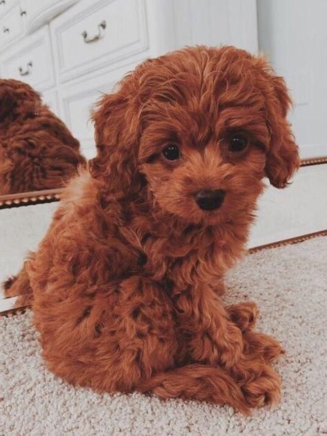 Havanese Puppies For Sale, Cute Fluffy Dogs, Teddy Bear Dog, Very Cute Puppies, Really Cute Puppies, Cavapoo Puppies, Really Cute Dogs