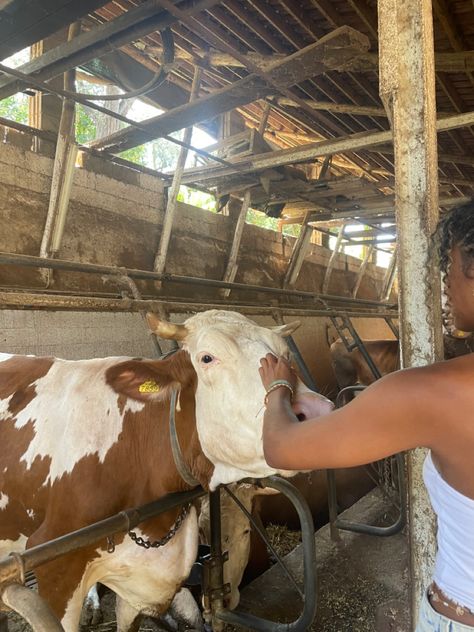 #cows #farm #sorrento #italy #italytrip #aesthetic Farm Italy, Cows Farm, Farm Day, Sorrento Italy, Italy Aesthetic, Italian Summer, Sorrento, The Hills, Italy Travel