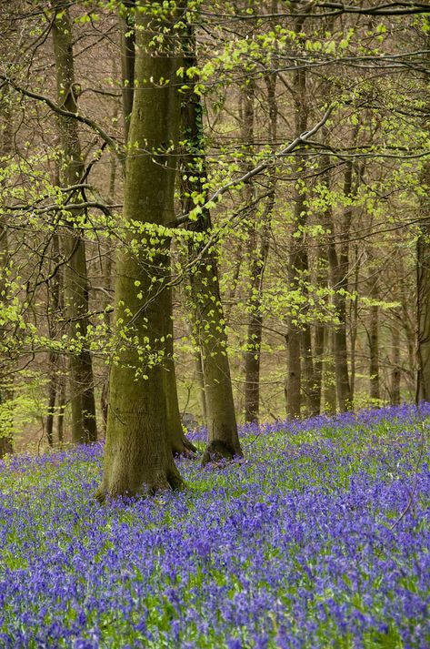 Blue Bell Woods, Blue Bell Flowers, Blue Bell, Naturally Beautiful, Beautiful Tree, Amazing Nature, Nature Photos, Nature Beauty, Beautiful World