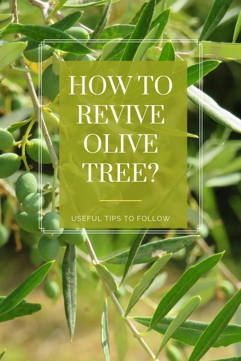 An olive tree grows best in well-draining and fertilized soil in a sunny location. However, growing your olive tree in an appropriate spot doesn’t guarantee vital growth and a healthy plant. And sometimes your olive tree starts to die. For this reason, I would like to share a step by step guide to find simple solutions on how to revive the olive tree and bring it back to life. #olivetree #reviveolivetree #olivetreeinpot #pottedolivetree #gardening #tips #deadtree #bringbacktolife How To Take Care Of Olive Tree, Olive Trees In Pots, Pruning Olive Trees, How To Grow Olives, Olive Tree Care, Trees Indoors, Trees In Pots, Olive Farm, Potted Olive Tree