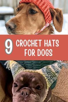 Caution Advised: Dog Breeds Unsuitable for Novices in Pet Ownership Crochet Dog Accessories Hats, Crochet Dog Hat With Ear Holes Free Pattern, Free Crochet Dog Dress Pattern, Hats For Dogs Crochet Free Pattern, Crochet Dog Hood Free Pattern, Free Crochet Dog Snood Patterns, Crochet Pumpkin Hat For Dog Free Pattern, Knitted Dog Hats Free Pattern, How To Crochet A Dog Hat