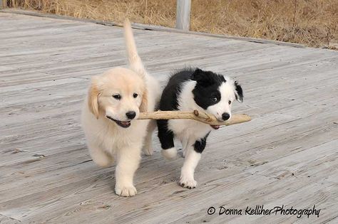 Border Collie and Golden Retriever Puppy Border Collie And Golden Retriever, Golden Retriever Mix Puppies, English Shepherd, Golden Puppies, Golden Retriever Mix, Golden Puppy, Collie Mix, Golden Retriever Puppy, Cuteness Overload